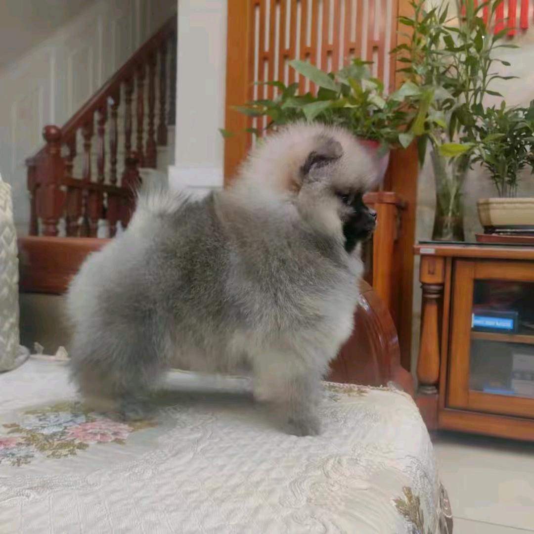 焦