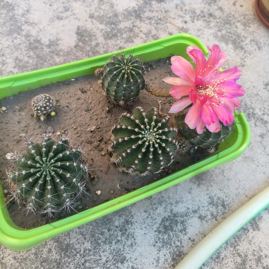 茉莉