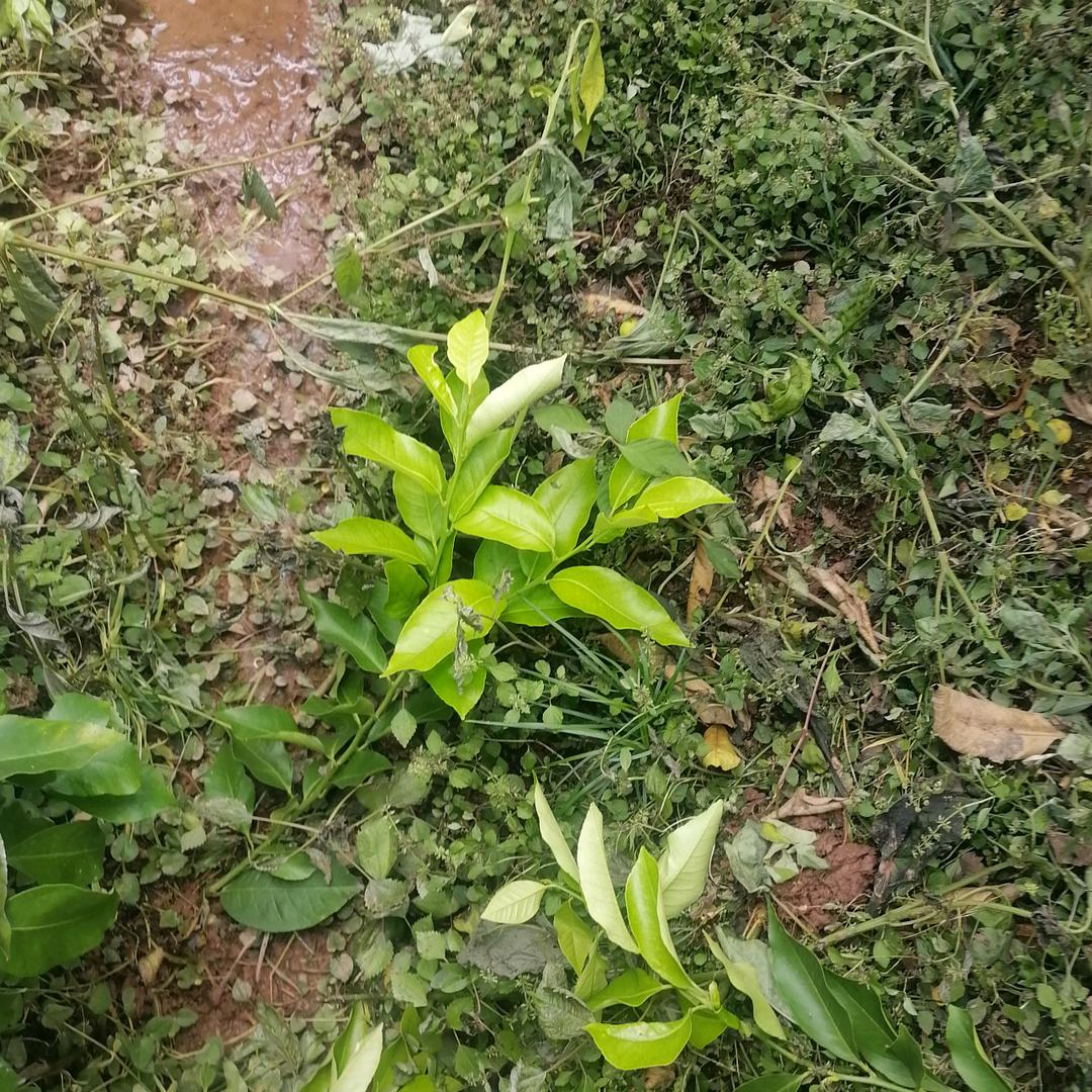色