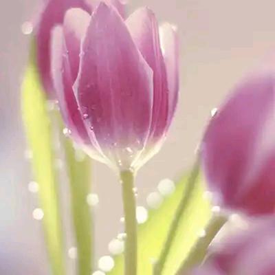 阿希