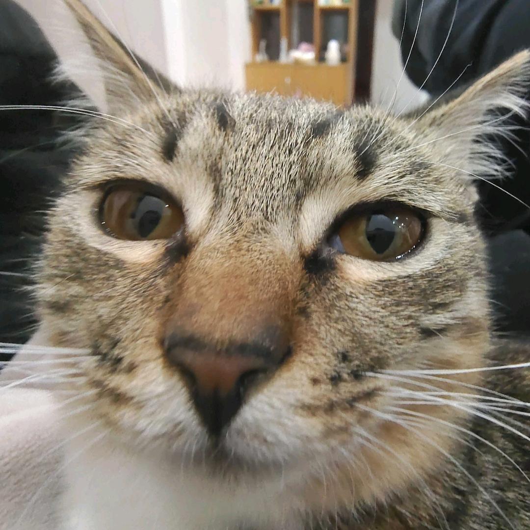 瑞兔(看到我请叫我喝水)