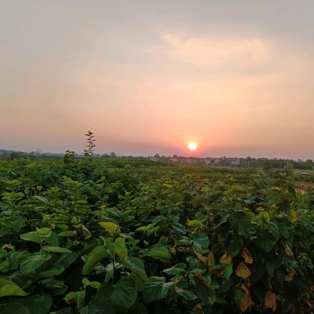 浠水做外墙的莎莎