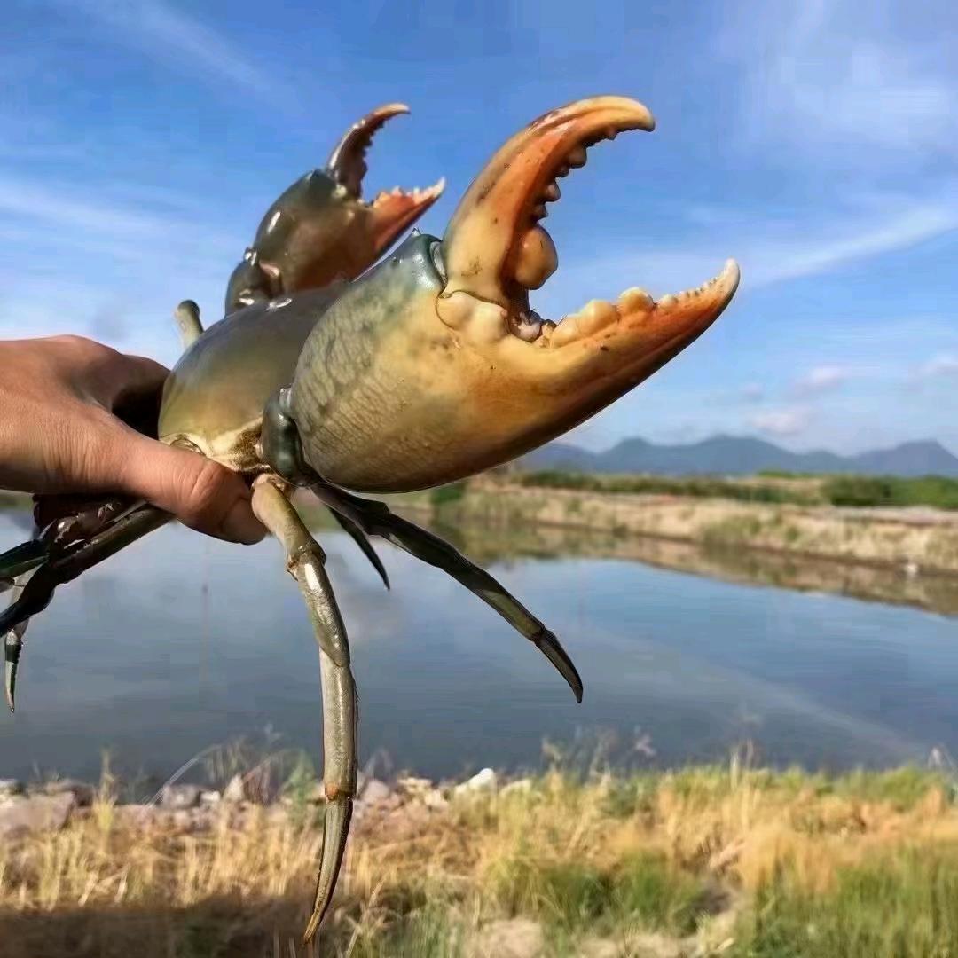 差点当村长