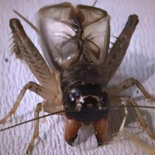 老付     野生蛐蛐