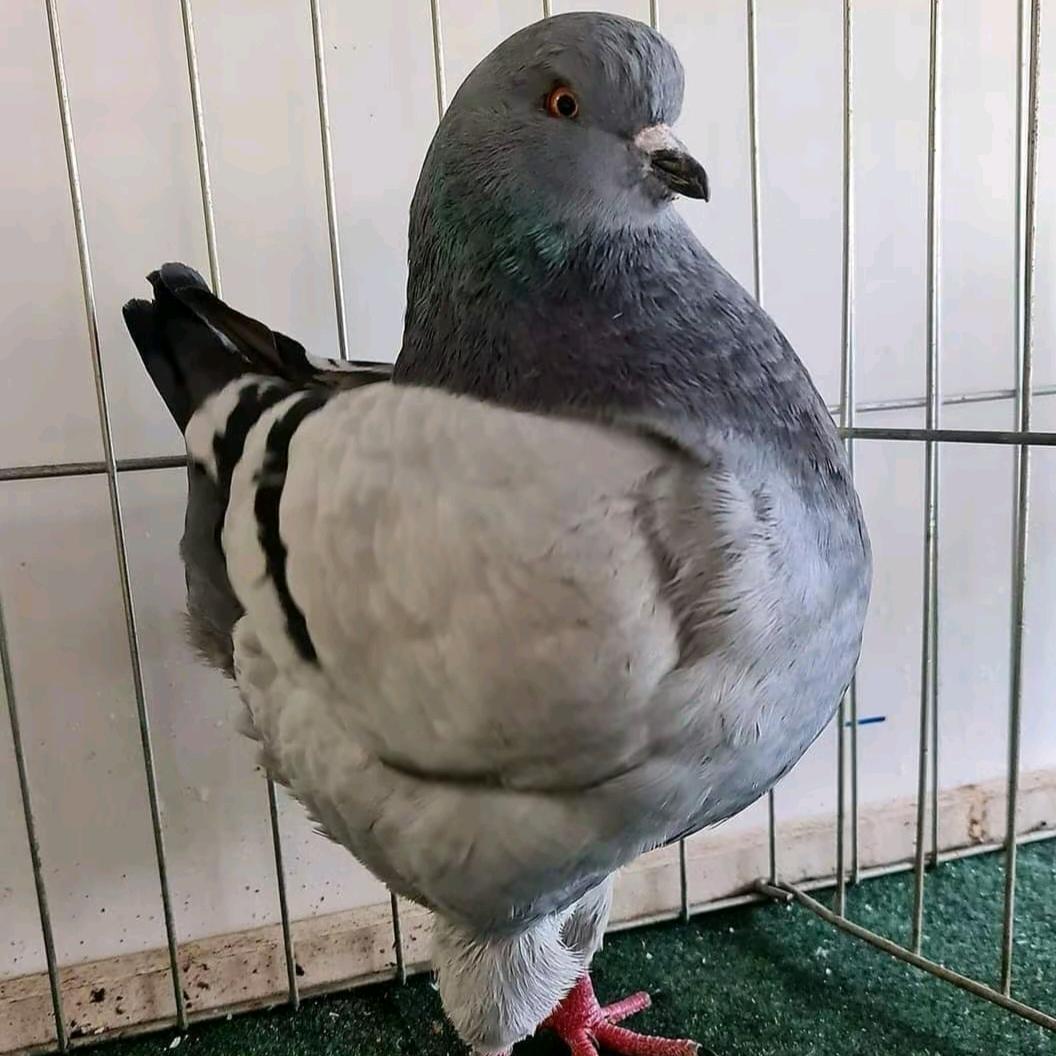 养鸽小爱好