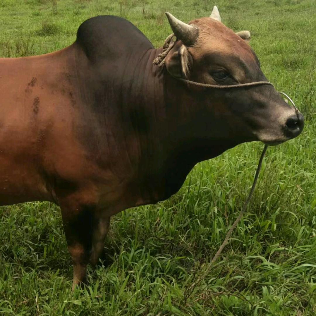 贵州六弟（牛肉）