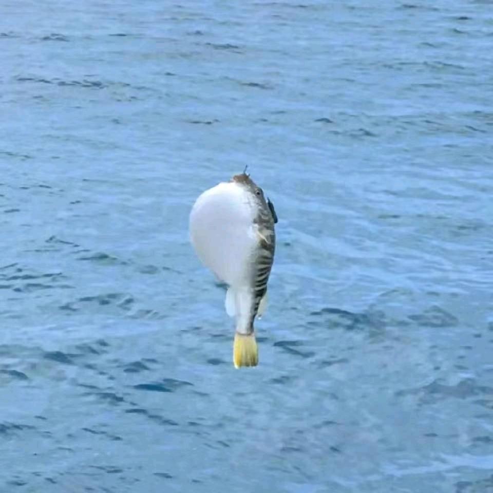 一条鱼的记忆