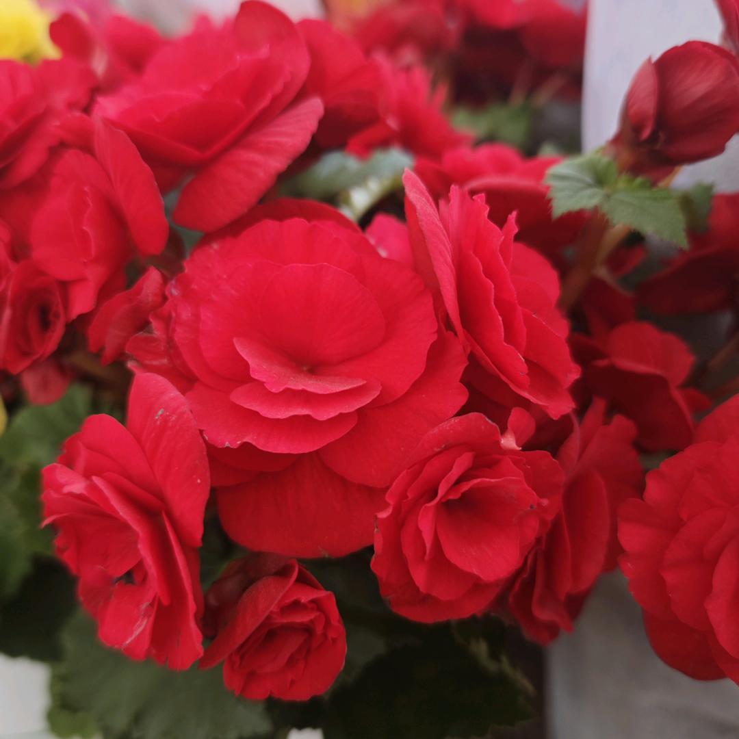 🥀᭄祥和꧔ꦿᩚ❤️喜悦💐💋