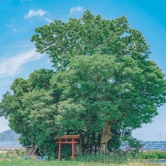 杨‘
