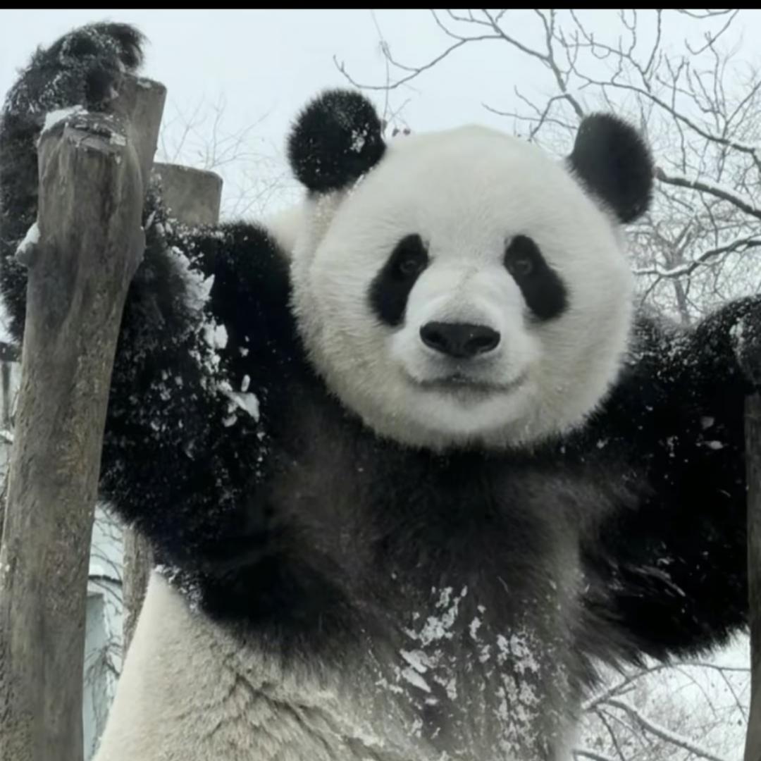 缤纷🐼萌兰