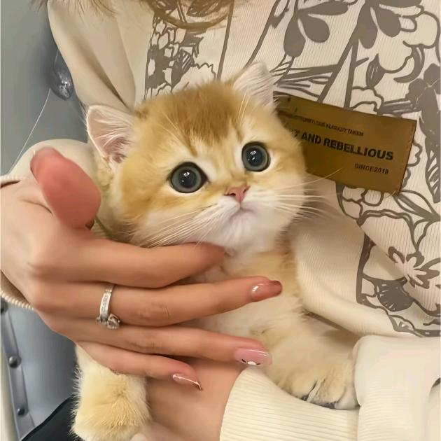猫咪小公主