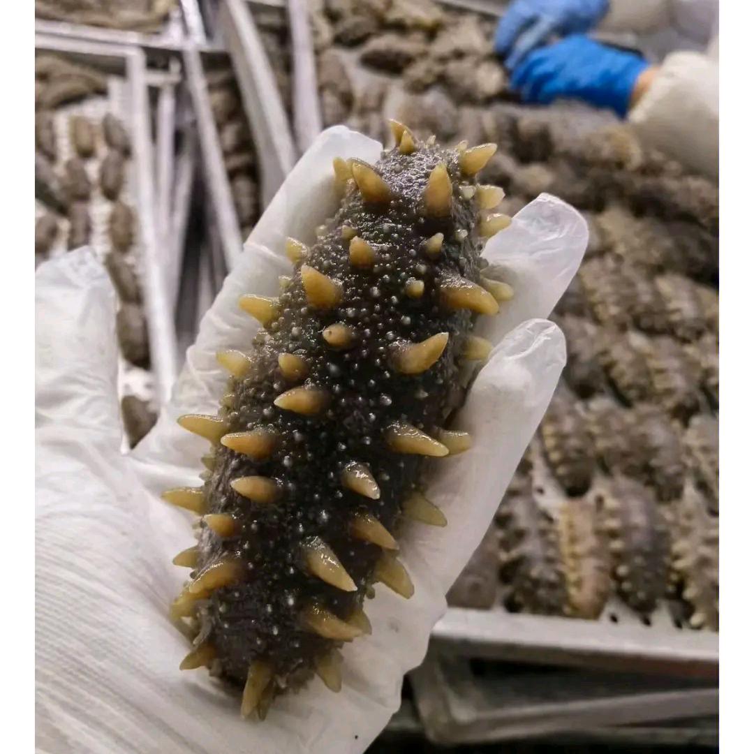 大连参小雅海参直供