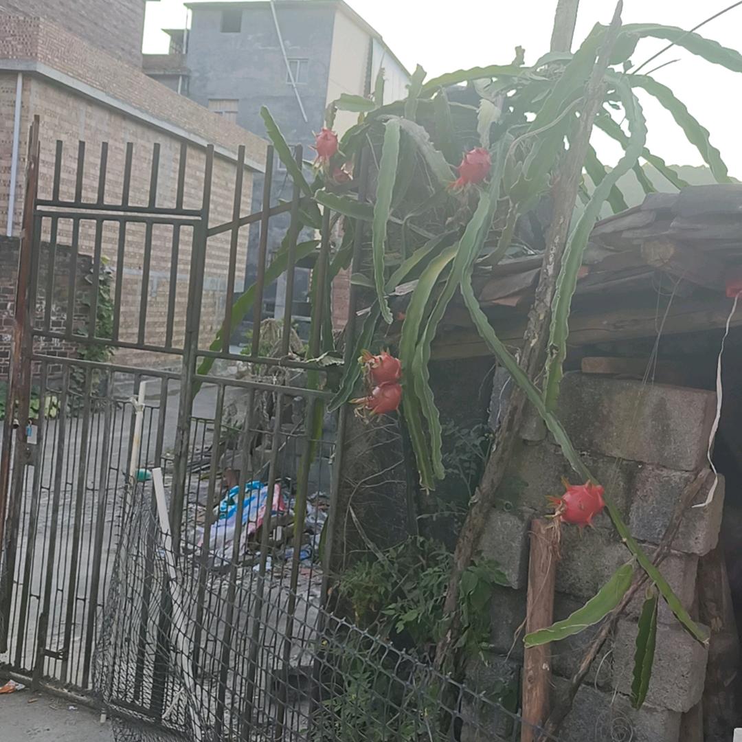 广西妹(制作公文包酒)