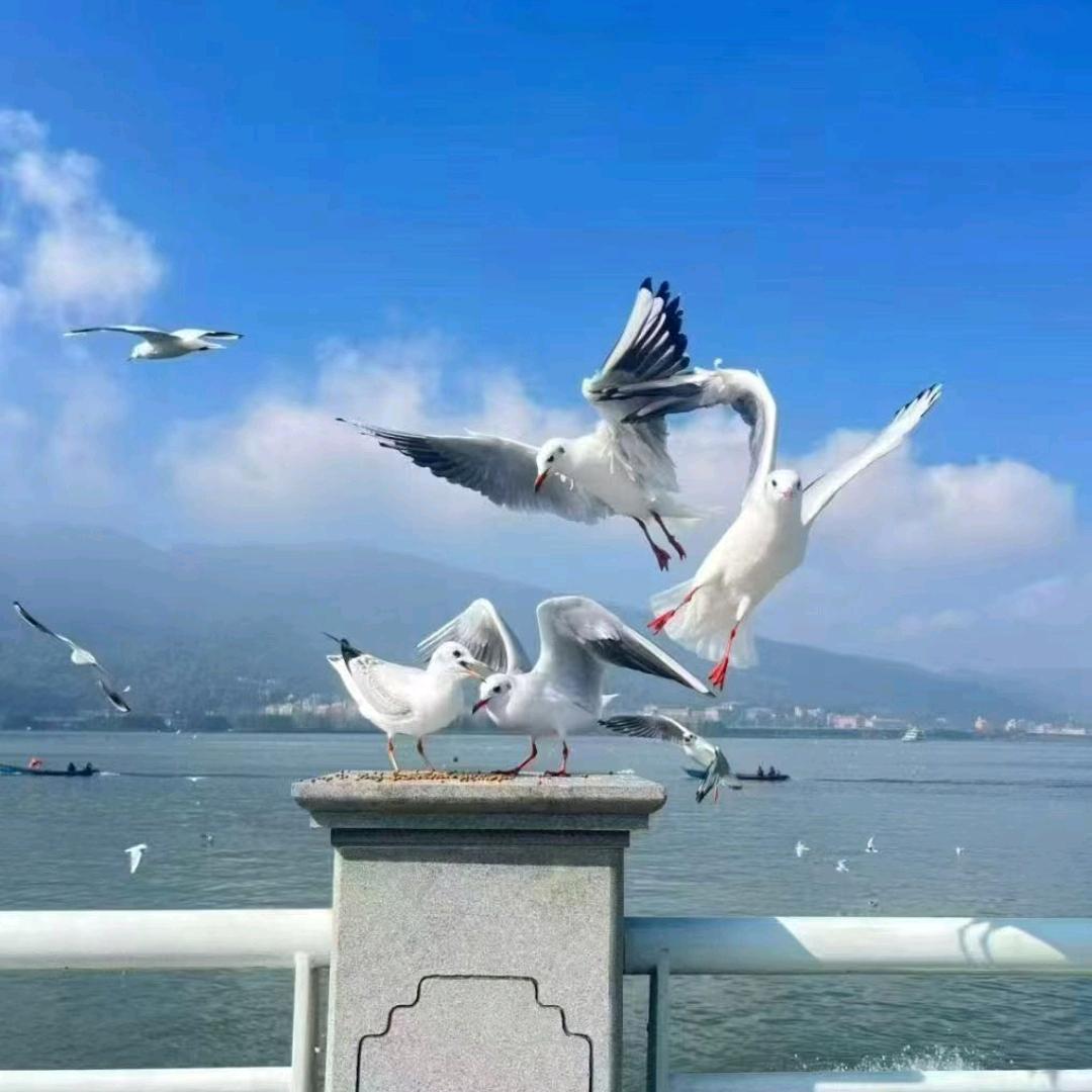 🐉开心🐉