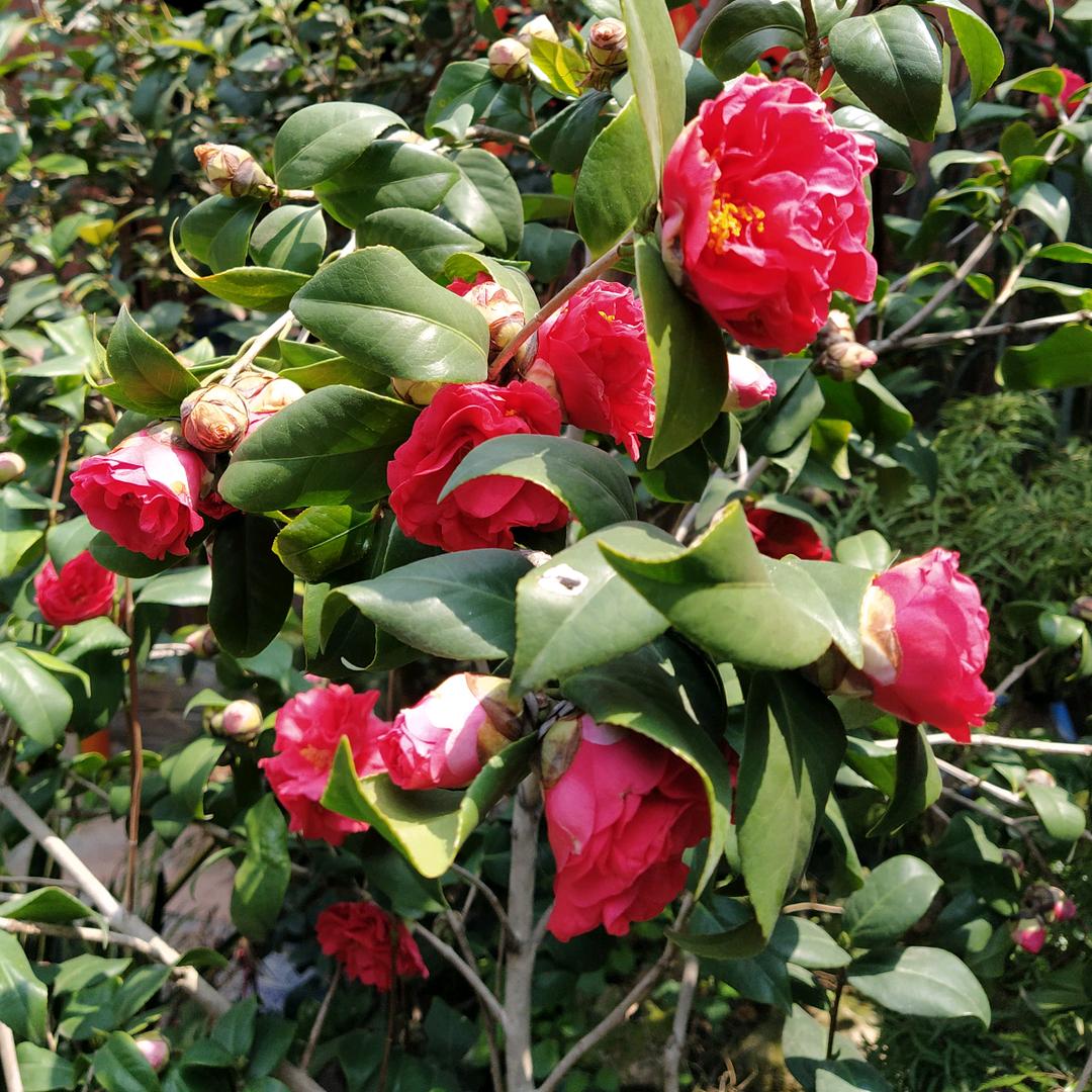 芸姨