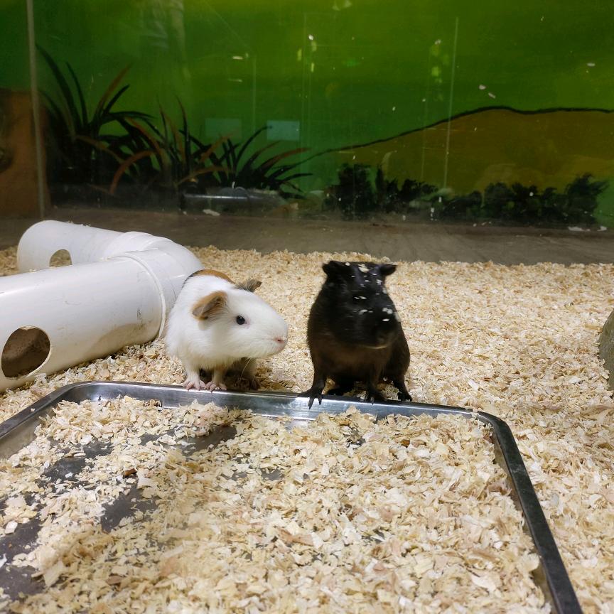 ୧⍤⃝🥕୧⍤⃝🍓୧⍤⃝