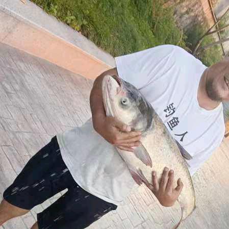 梁月半&主钓鲢鳙