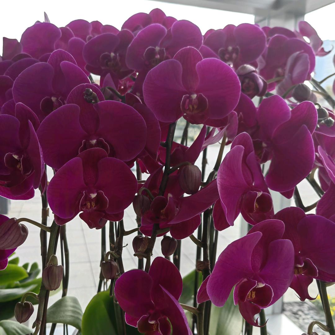 🌹🌹❤️❤️