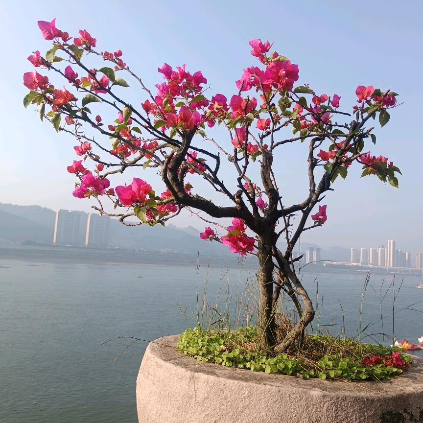 🍷人间李想🌷🌾