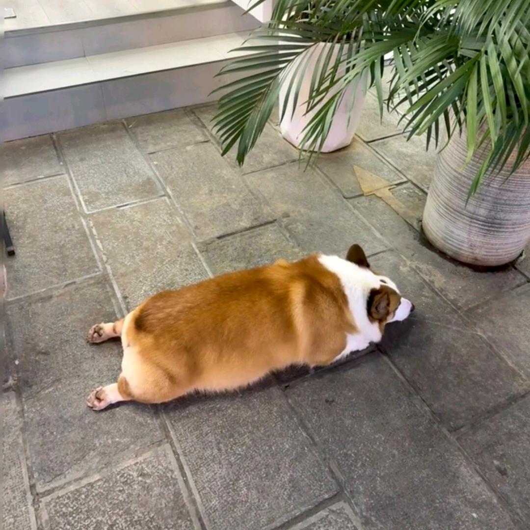 小鸡腿头像