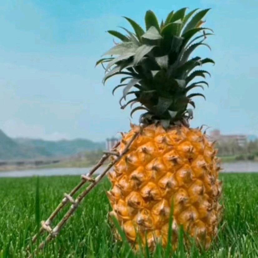 人生江月