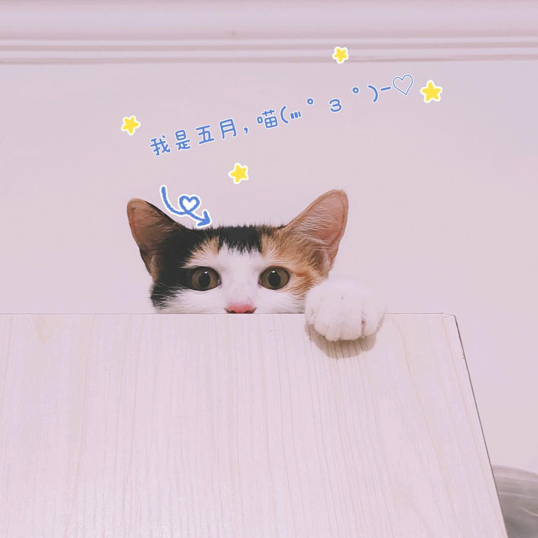 五月是只三花猫