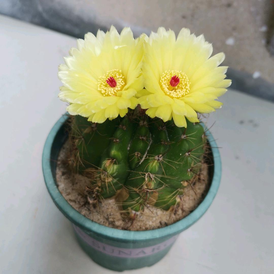 风轻云淡