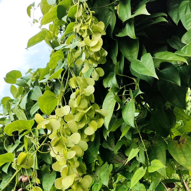 野生品种山药种植