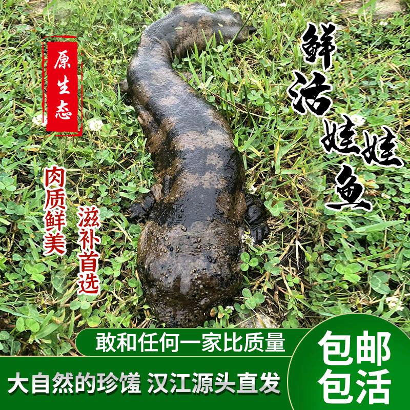 旺泽娃娃鱼大鲵