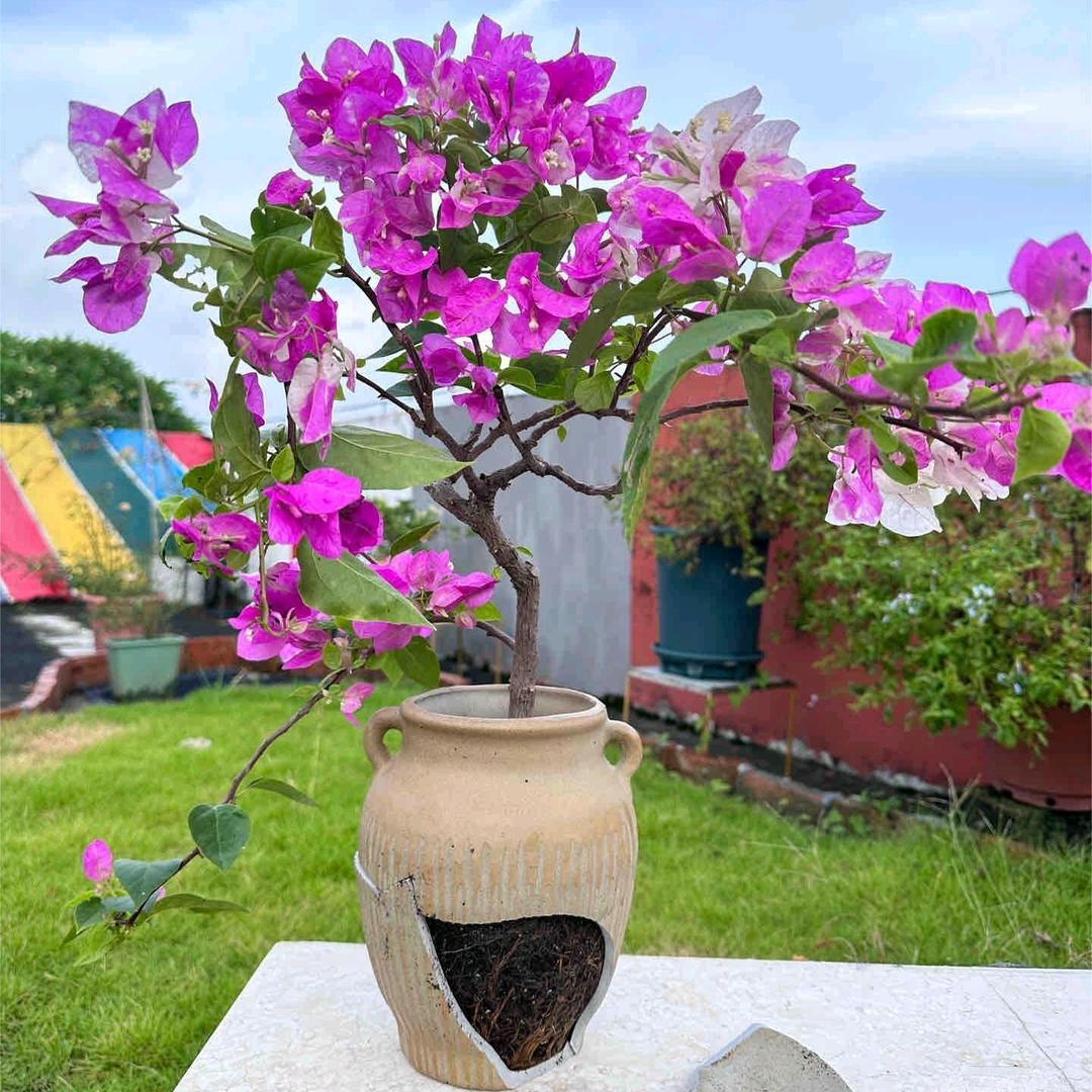 伊顶花卉