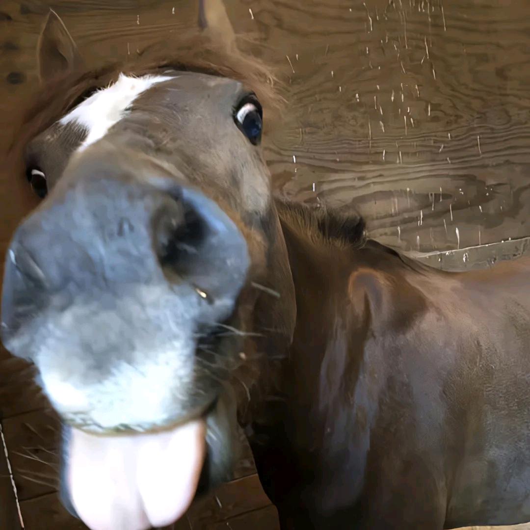 A专业套狗李师傅（看见舔狗一律抓走）