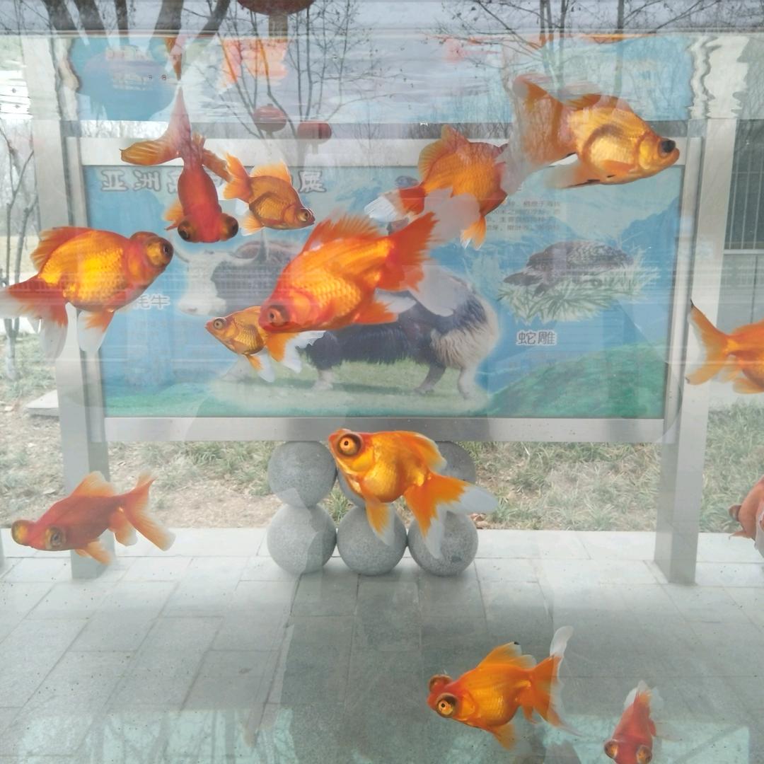 平平姐