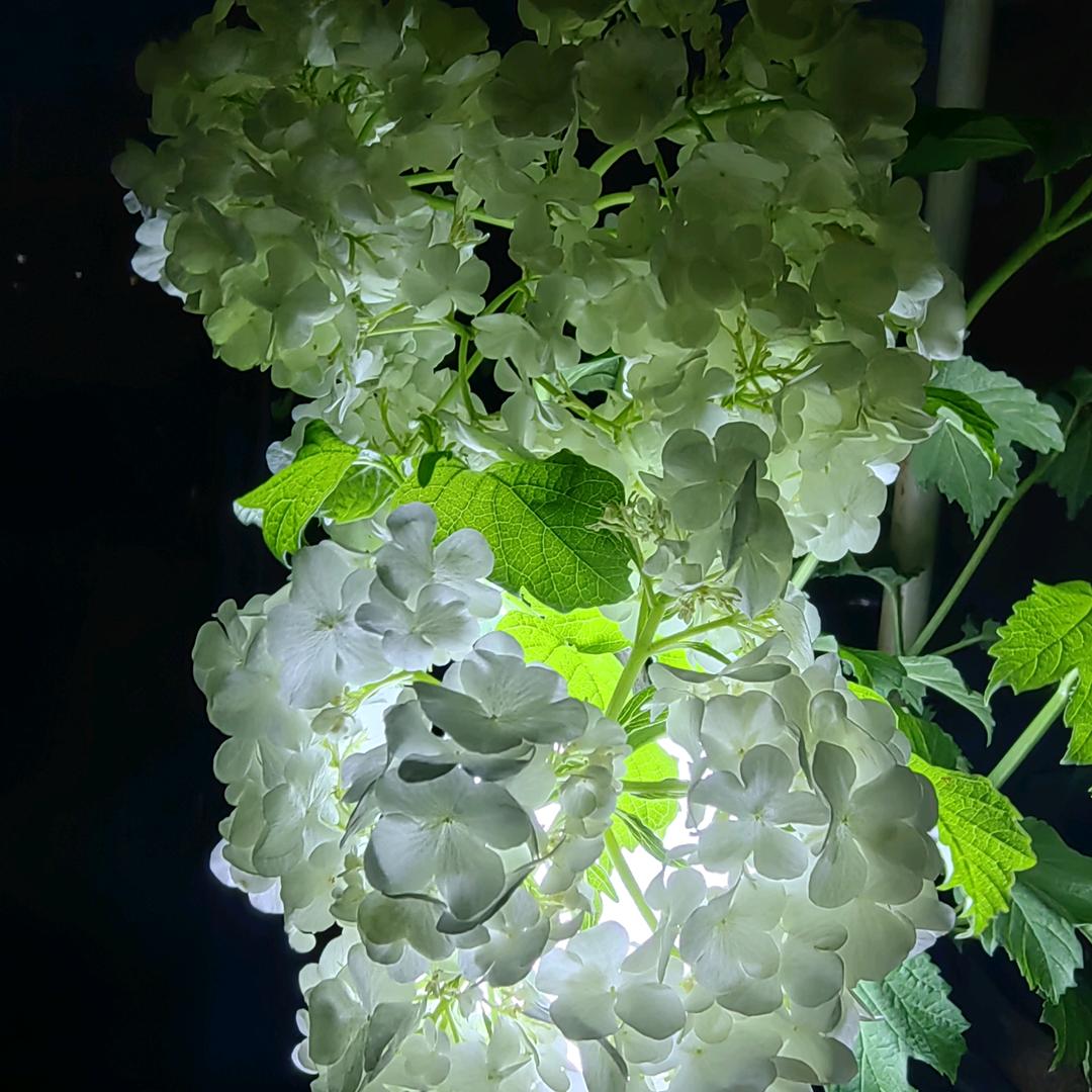 有矿才能野