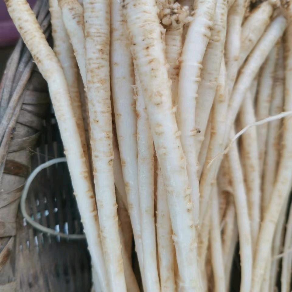 板桥恩哥