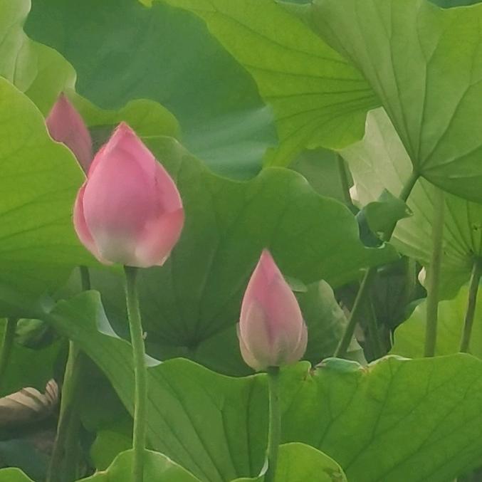 音你而来