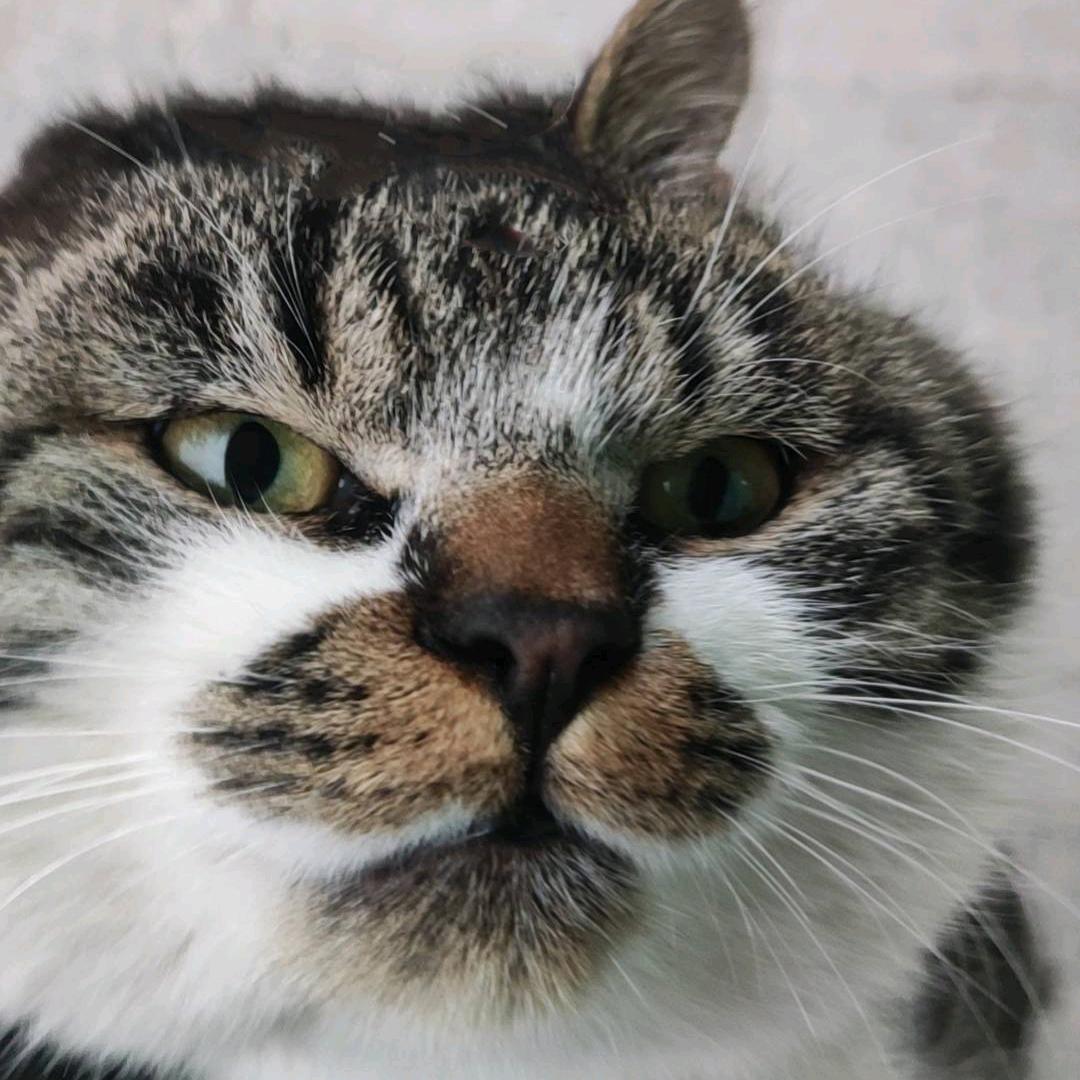故意