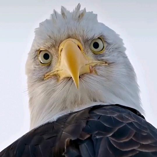 朋友如雾🦅人生如梦。