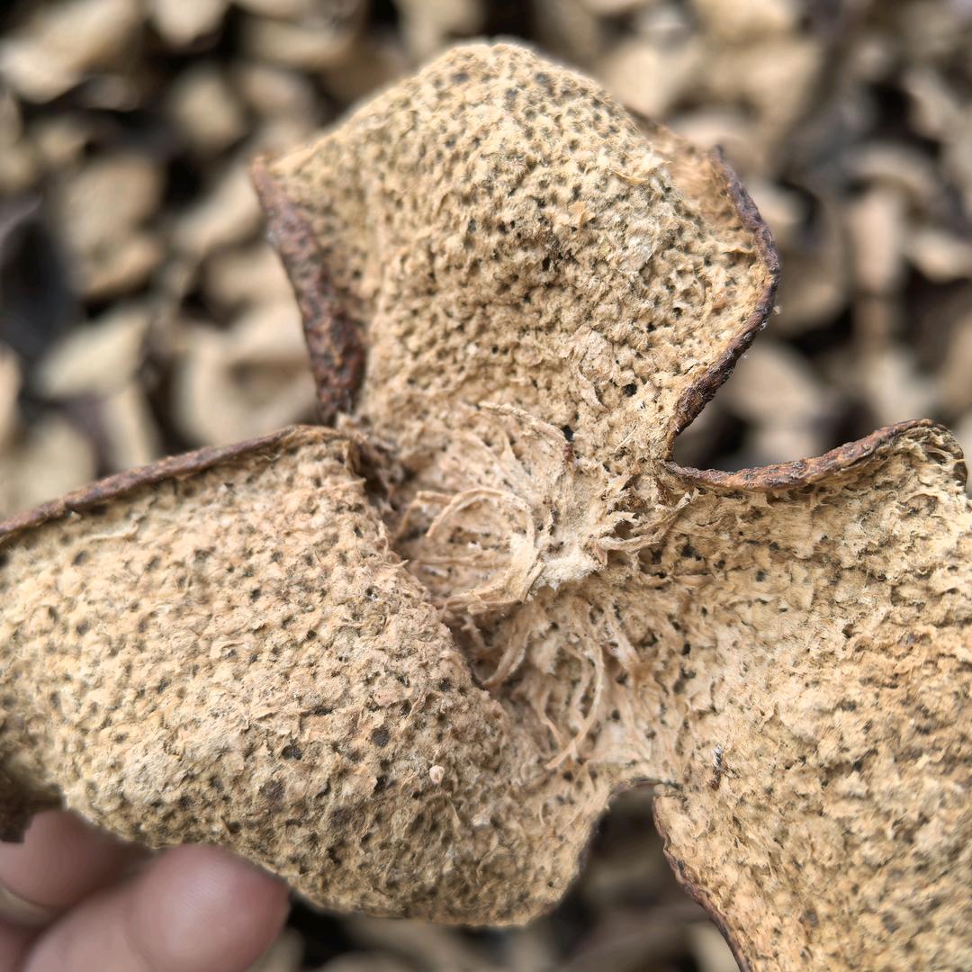 三宝堂新会陈皮