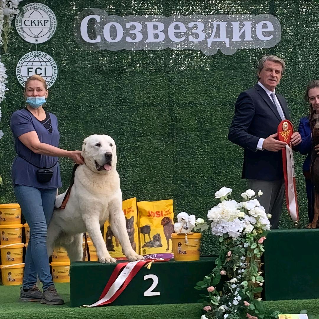 猛宠中亚牧羊犬