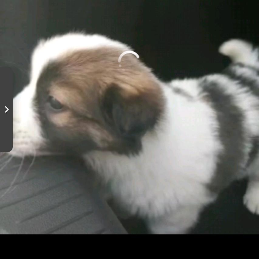 刺猬