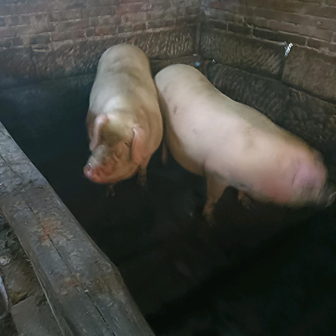 福林崖上土猪肉