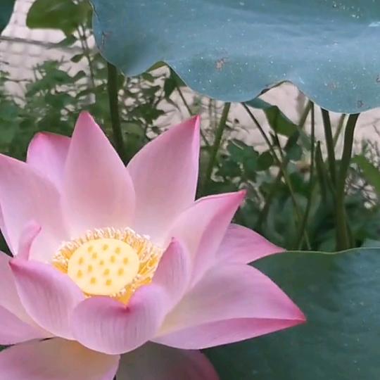 💗᭄柳暗🕊꯭᭄꯭ꦿ花明ོꦿ࿐