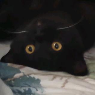 黄鼠狼