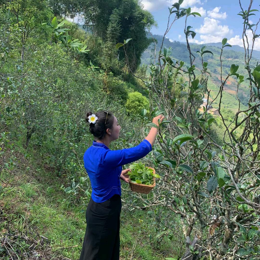 苦茶香醇，小俸