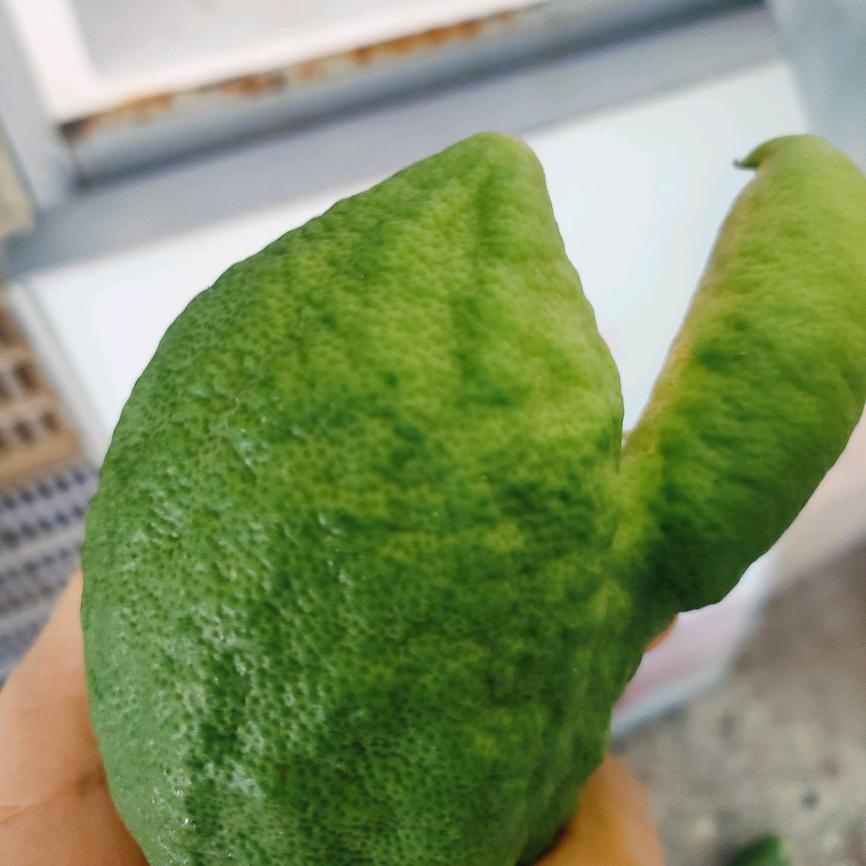 广东无籽香水柠檬🍋🍋🍋种植果园