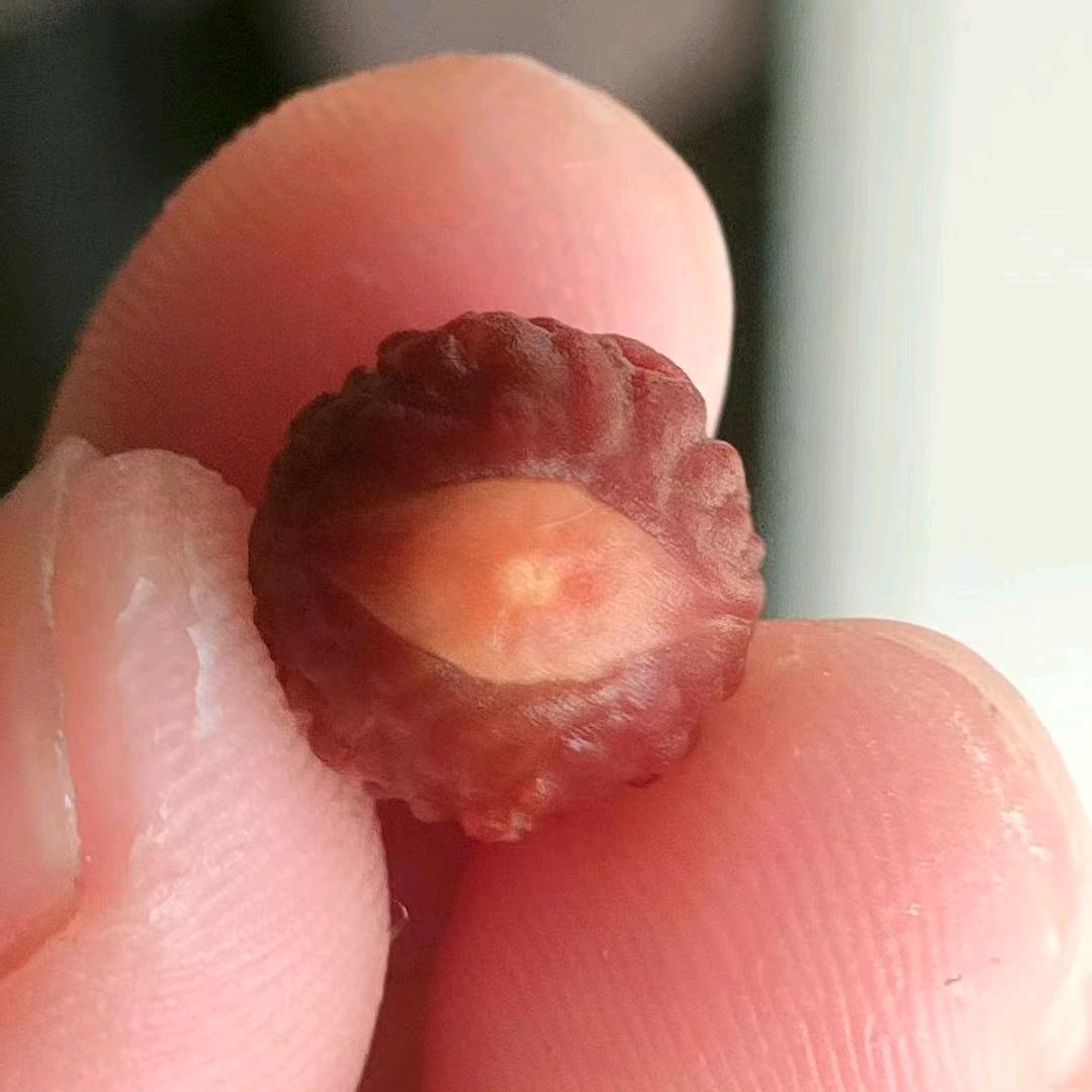 国产小凤眼批发