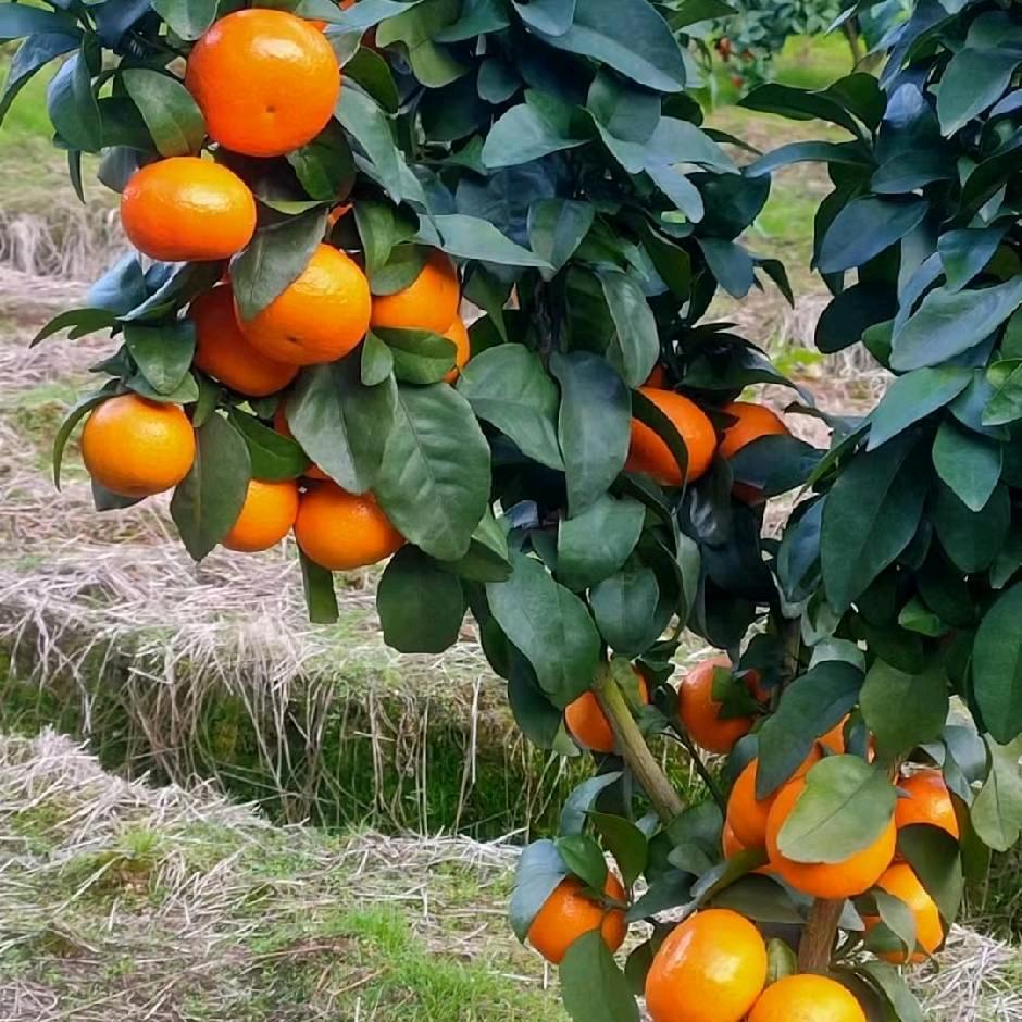 金秋甜桔农业