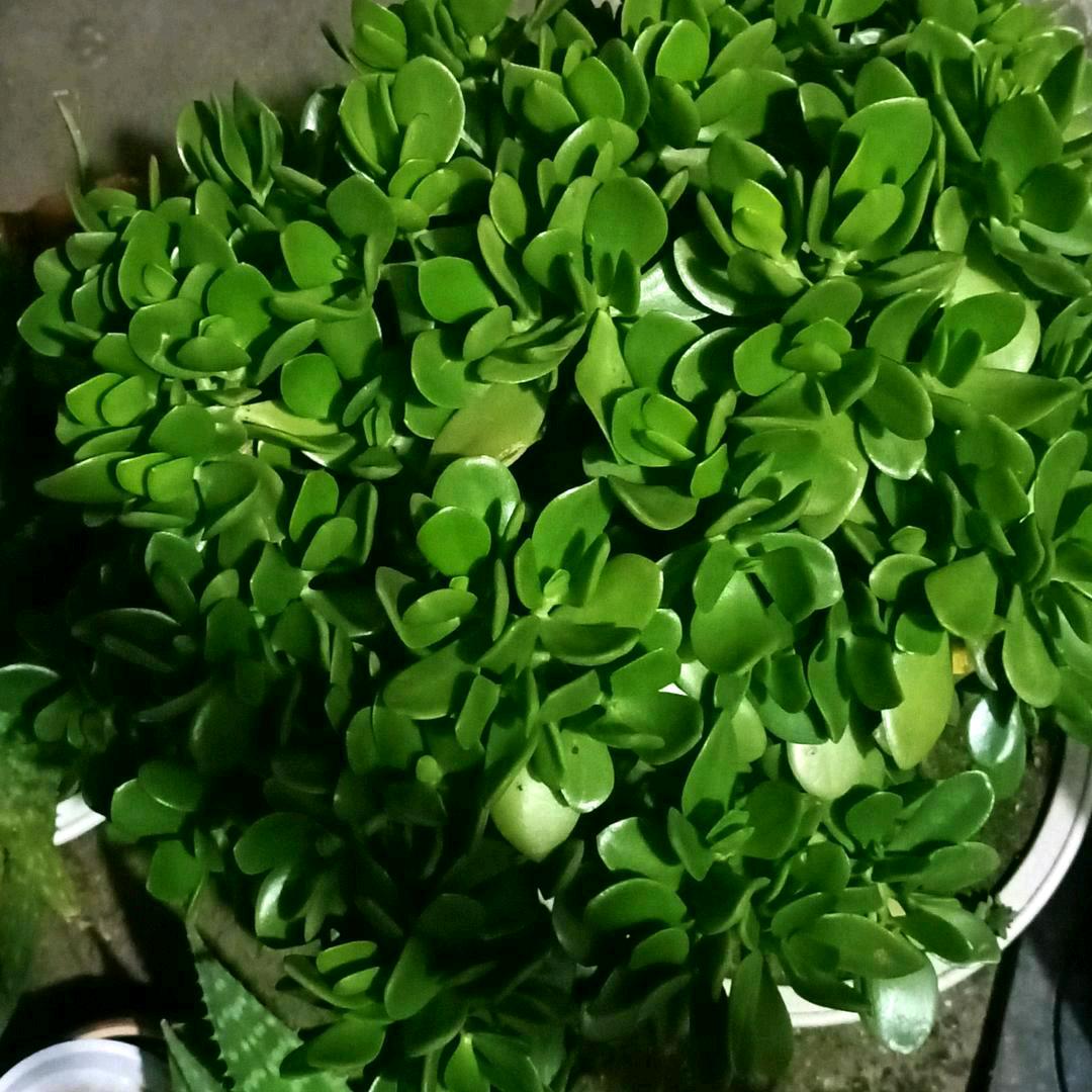 林林姐