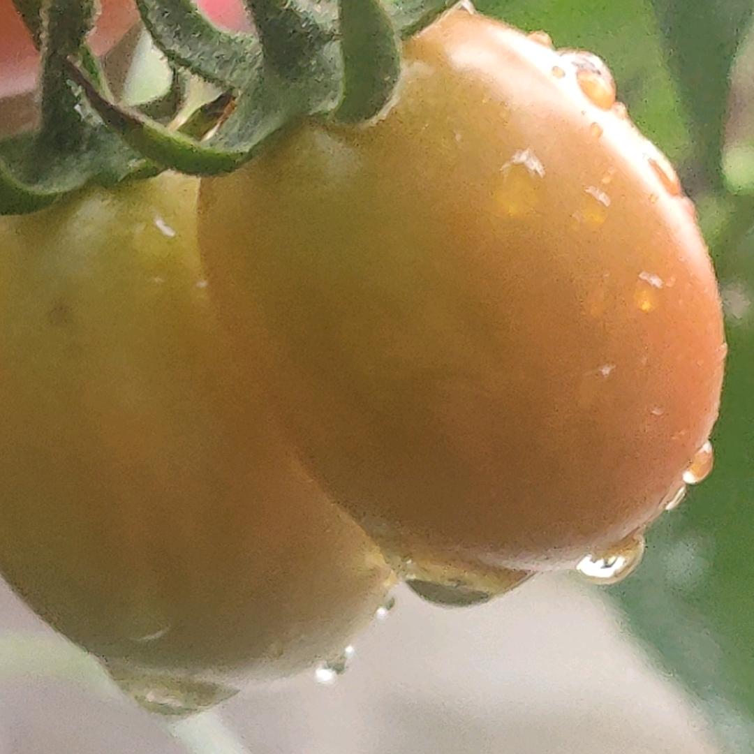 炎夏静心