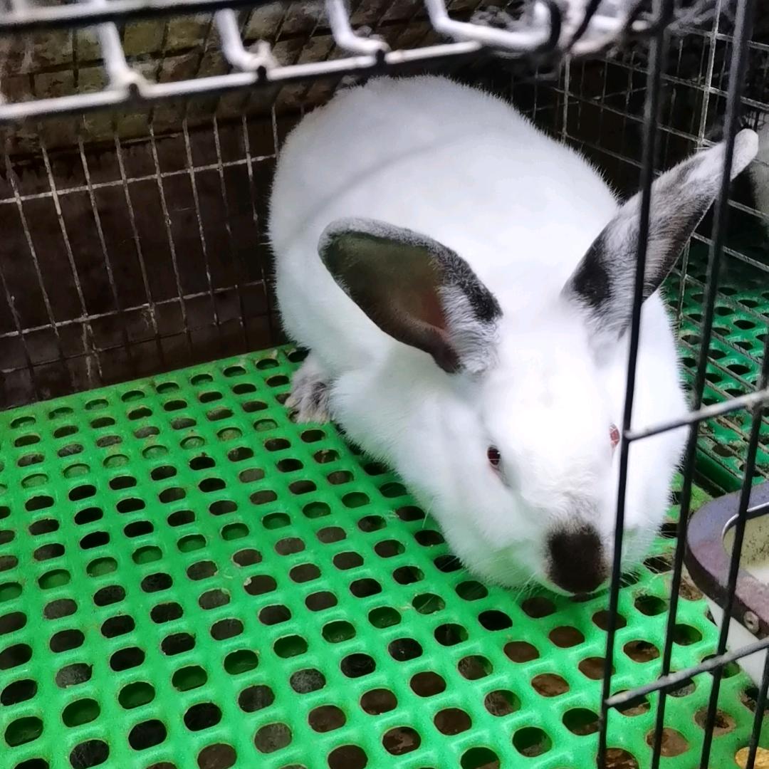 缘份天空（赤壁兔子养殖场，华兴兔料）